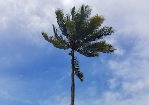 Er staat een palmboom in de lucht