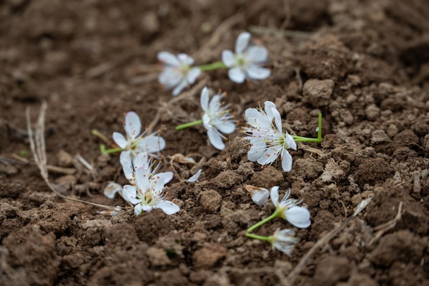 Er vallen pruimenbloemen uit de bomen op het land