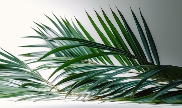 Er wordt een palmboom getoond met groene bladeren.