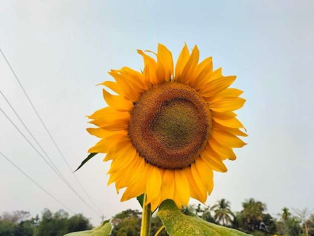 Er wordt een zonnebloem getoond met een blauwe lucht op de achtergrond