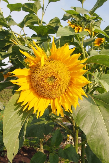 Foto er wordt een zonnebloem getoond met een geel midden.