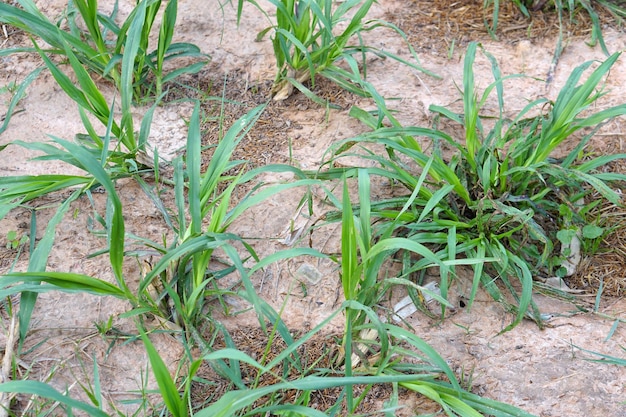 Foto er wordt gras geplant voor landbouwhuisdieren