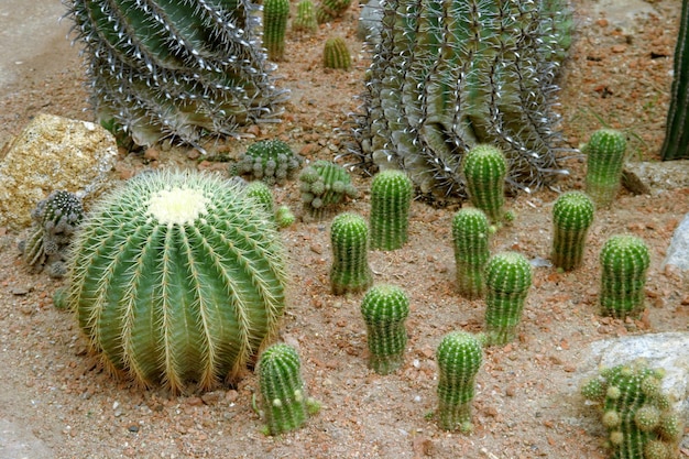 Er zijn veel cactusplanten.