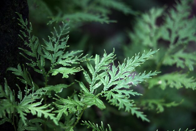 Er zijn veel groene lommerrijke bomen.