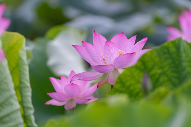 Er zijn veel roze lotusbloemen in de lotusvijver