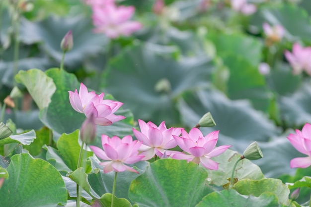 Er zijn veel roze lotusbloemen in de lotusvijver