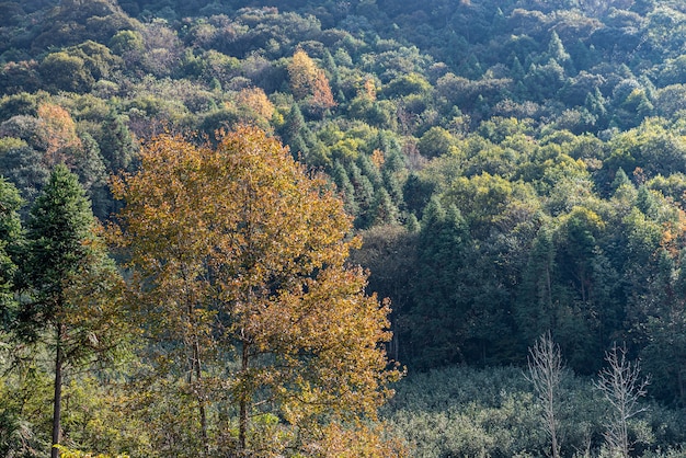 Er zijn veel vreemd uitziende bomen in het wild