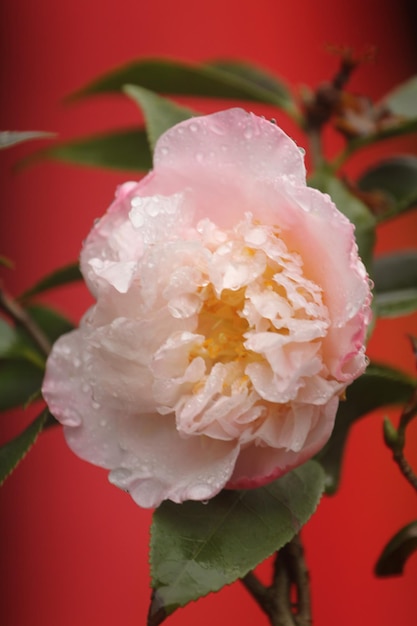 Foto er zijn vele soorten camellia's met steeds veranderende bloemenkleuren en -vormen