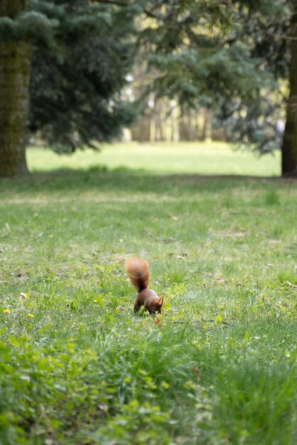 Er zit een eekhoorn in het gras