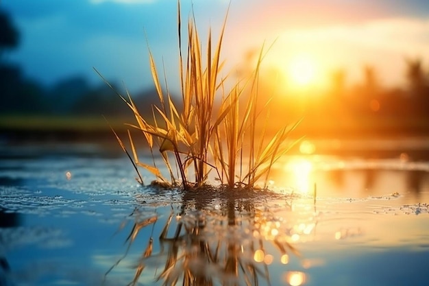 er zit een klein stukje gras in het water