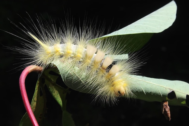 er zit een mooie rups in de boom