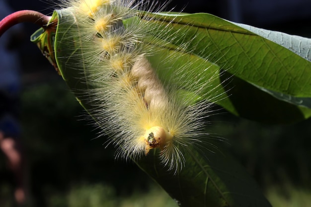 er zit een mooie rups in de boom