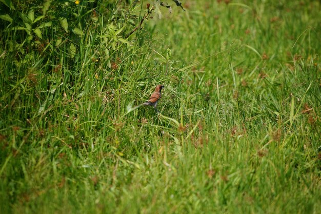 Er zit een vogel in het gras met het woord "erop"