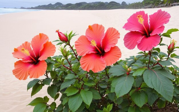 Er zitten drie rozen op het zand.