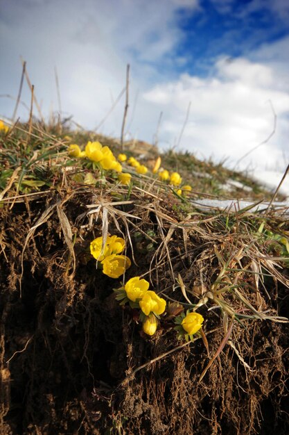 에란티스 히에말리스 (Eranthis hyemalis) 가 봄 초에 꽃을 피운다