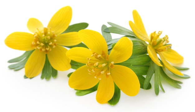 Eranthis hyemalis over white background