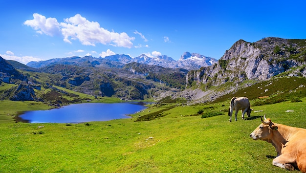 Ercina lake at Picos de Europa in Asturias Spain