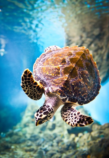 Eretmochelys imbricata drijft onder water