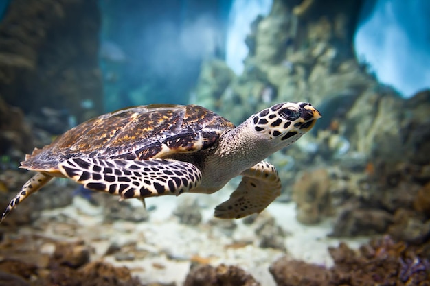 Eretmochelys imbricata drijft onder water