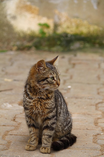 erg schattig kitten gele kat portret jonge huiselijke kat portret