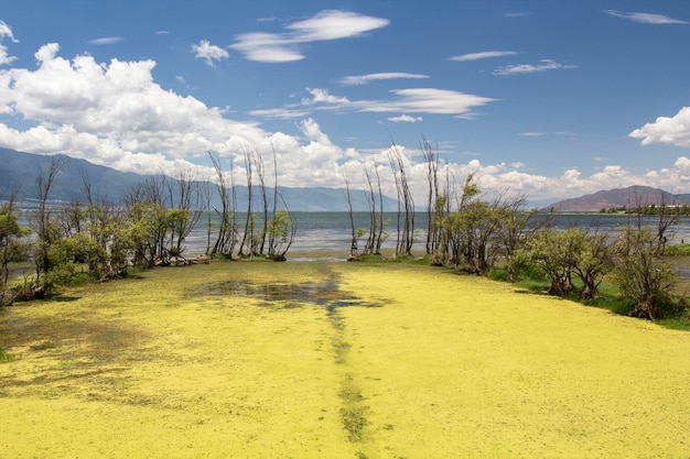 Photo erhau lake in summer dali yunnan china