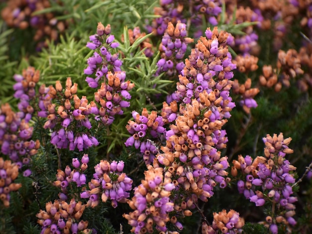 Foto erica cinerea zeewier