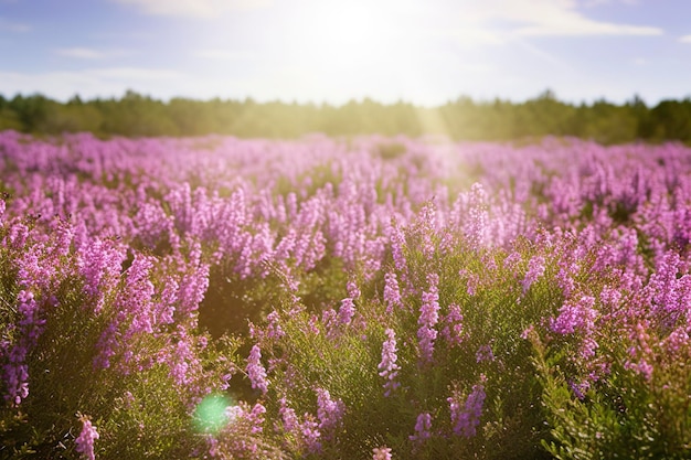 Erica Flower Field Summer Season generate ai