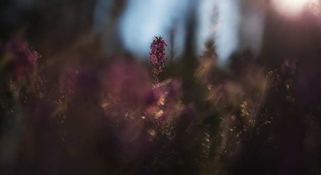 写真 朝のエリカの花