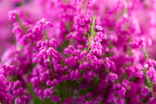 Erica gracilis. Colorful plants in outdoors.