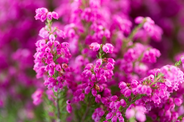 Photo erica gracilis. colorful plants in outdoors.