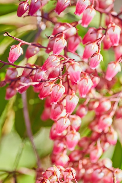 Erica gracilis Pink Bell вересковые сверкающие цветы