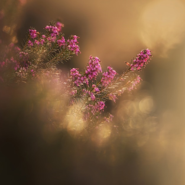 Foto erica-installatie in het bos in de vroege lente