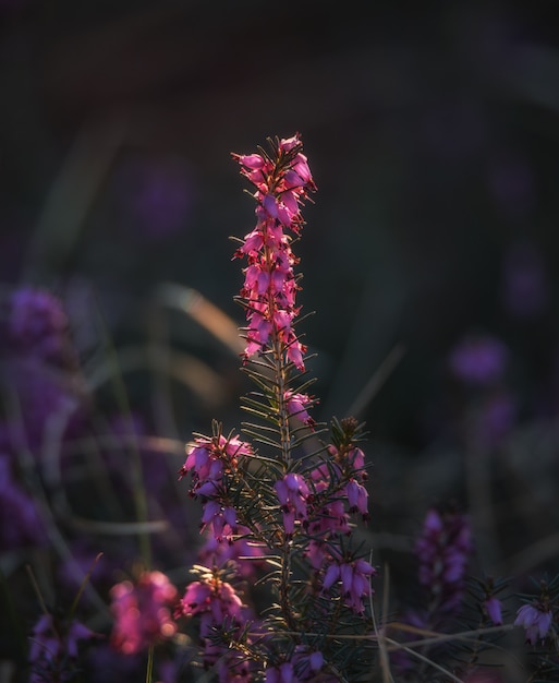 Foto pianta di erica al mattino presto nella foresta