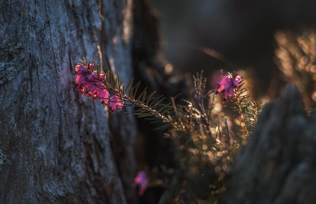 Erica plant with sunbeams