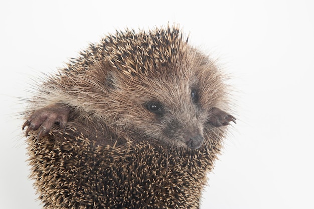 Erinaceus europaeus. Common European hedgehog on a white background