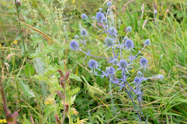 растение эрингиум с голубыми шипами на лугу, крупный план
