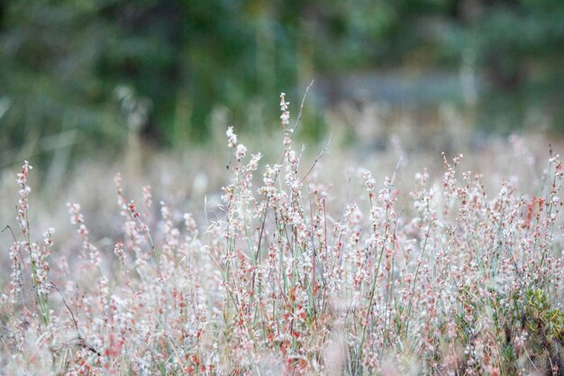 Eriogonum wrightii 出生の草原の花、開いた風景、咲く野生動物、野生の花