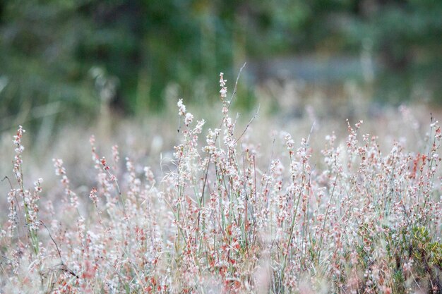 Eriogonum wrightii natal grasveld bloemen open landschap bloeiende wilde dieren in het wild
