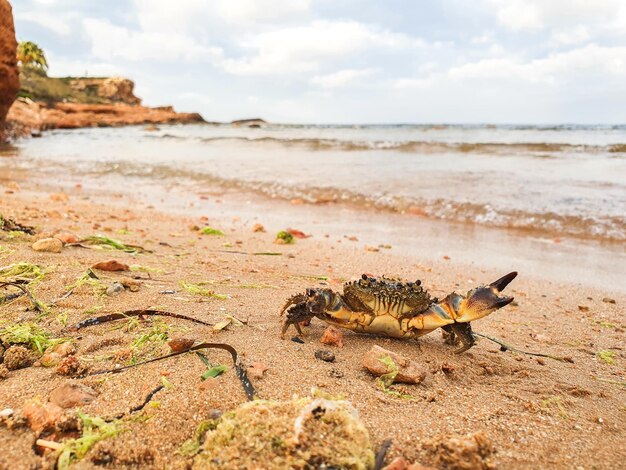 Eriphia verrucosa o cangrejo peludo en la Costa Blancamediterrnea