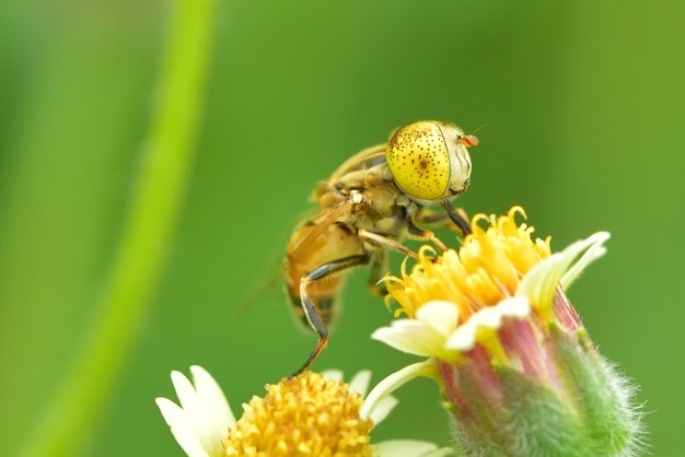 꽃에 Eristalinus punctulatus