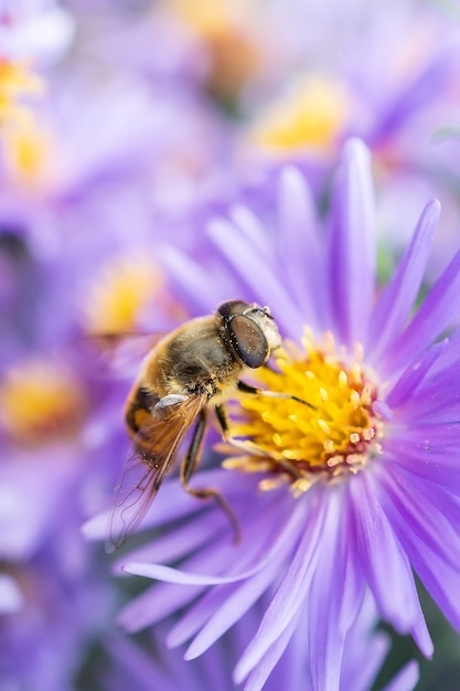 Eristalis pertinax는 유럽 꽃등에과입니다.