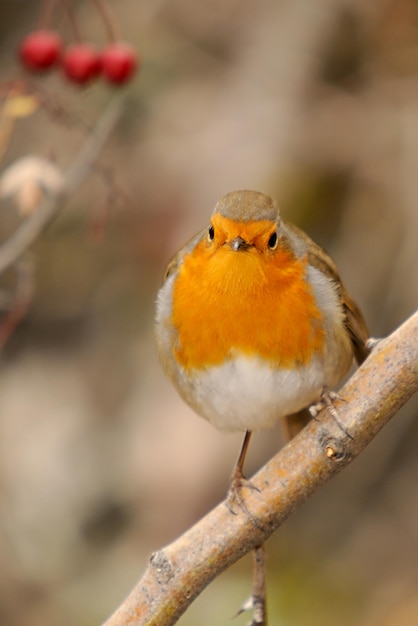 Erithacus rubecula-ヨーロッパコマドリは、ヒタキ科のスズメ目の鳥の一種です