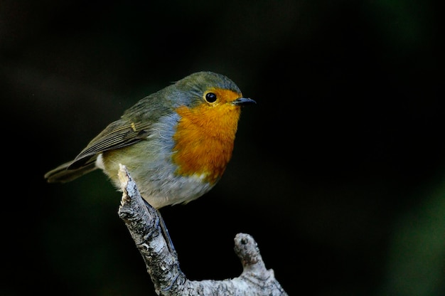 Erithacus rubecula - Het roodborstje is een zangvogel uit de familie Muscicapidae