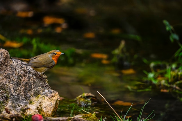 Erithacus rubecula or robin is a species of passerine bird in the muscicapidae family