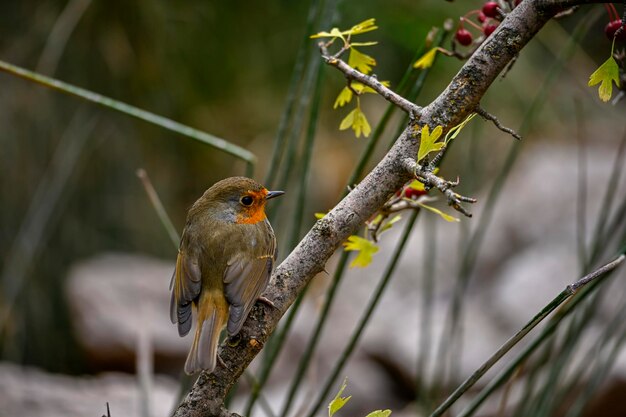 Erithacus rubecula or robin is a species of passerine bird in the muscicapidae family