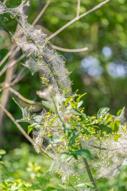 Ermine mot caterpillars en web