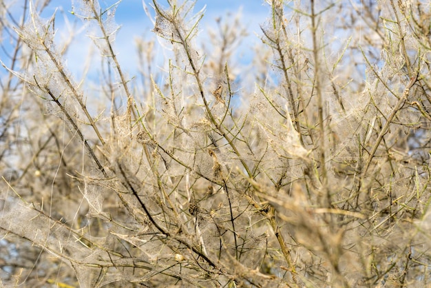 Ermine mottenweb