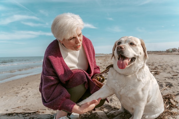 Ernstige gefocuste grijsharige blanke vrouw die haar schattige, gehoorzame Labrador Retriever leert een poot te schudden