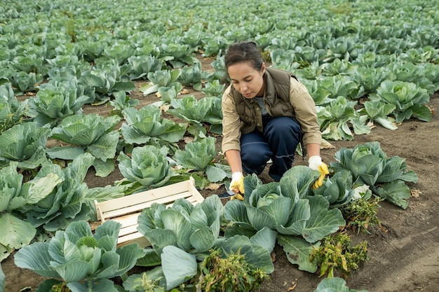 Ernstige jonge multi-etnische vrouw in handschoenen met mes tijdens het snijden van kool op het veld