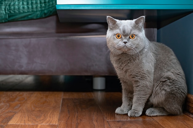 Ernstige kat close-up, thuis zitten op een gezellige plek. portret huisdier van een scottish fold kat met oranje ogen.